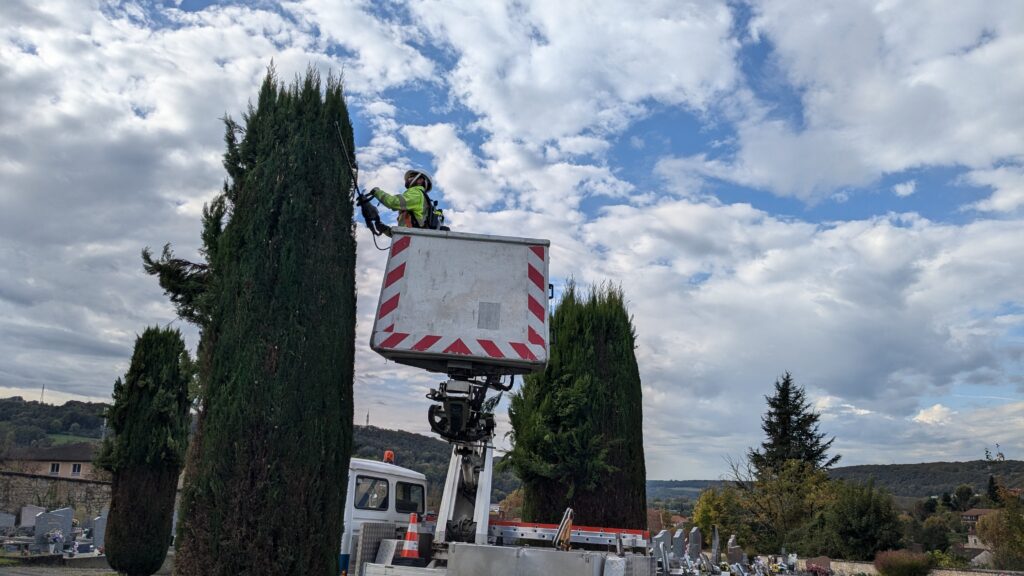 taille cyprès cimetière oct 24 (14)