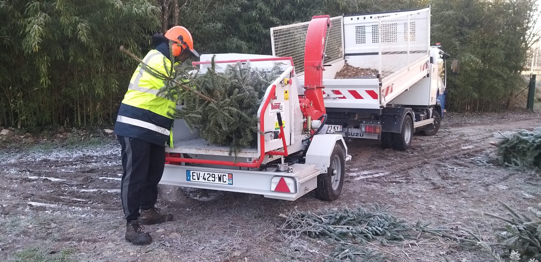 Vite Dit… Votre Sapin, Autrefois Roi Des Forêts, N&Amp;Rsquo;A Pas Dit Son Dernier Mot !