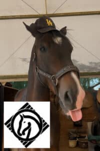 2025-jpo-poney-club-ville-figeac