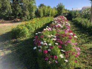 2025-fleurs-jardin-partage-ville-figeac (3)