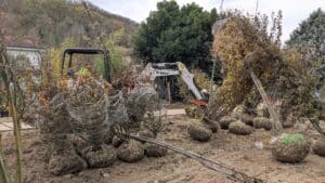 plantation arbres prairies des pratges 13 nov 25 (14)