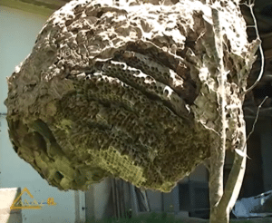 2026-nid-frelon-asiatique-ville-figeac