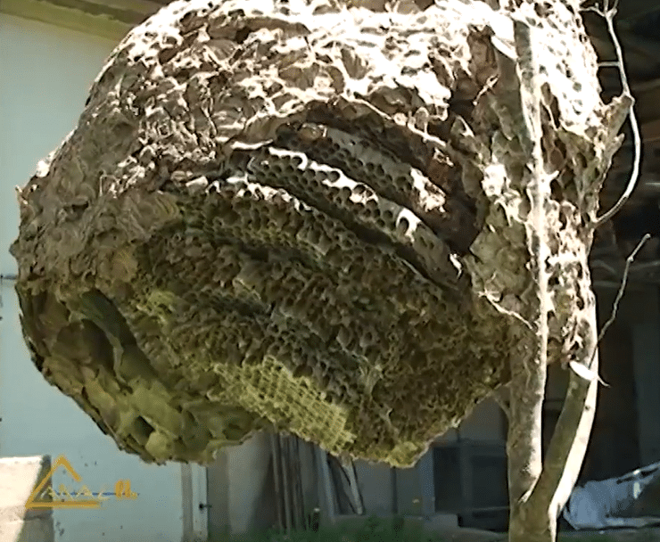 2026-Nid-Frelon-Asiatique-Ville-Figeac