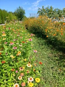 post fb fleurs londieu (1)
